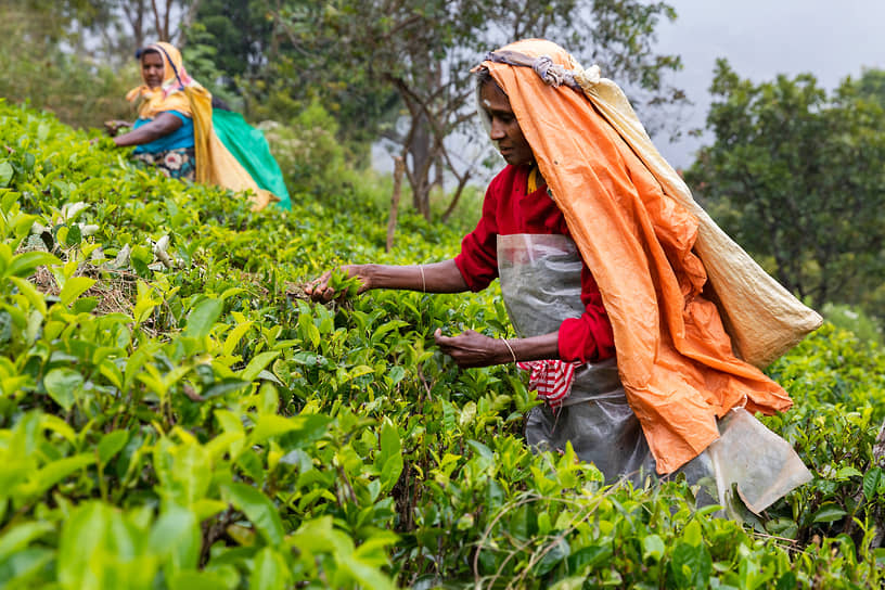 Урожай цейлонского чая, его экспорт, заработки работников чайных плантаций — в 2022 году все это на рекордно низком уровне