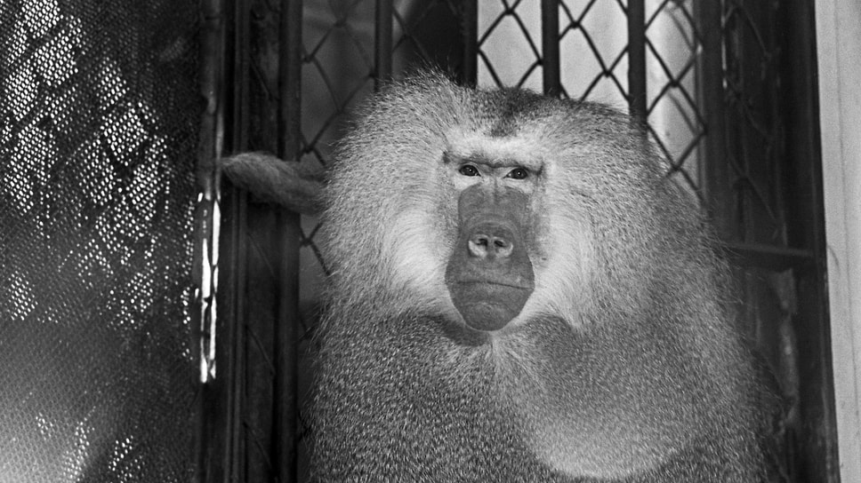 «Вирус оспы обезьян в настоящее время представляет реальную угрозу жизни и здоровью людей»