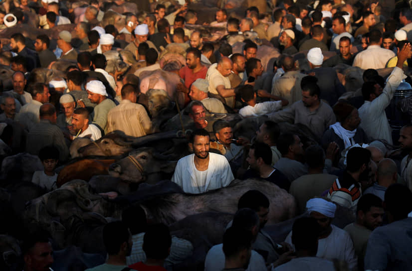 Гиза, Египет. Торговцы скотом и покупатели толпятся на рынке перед мусульманским праздником жертвоприношения Ид аль-Адха