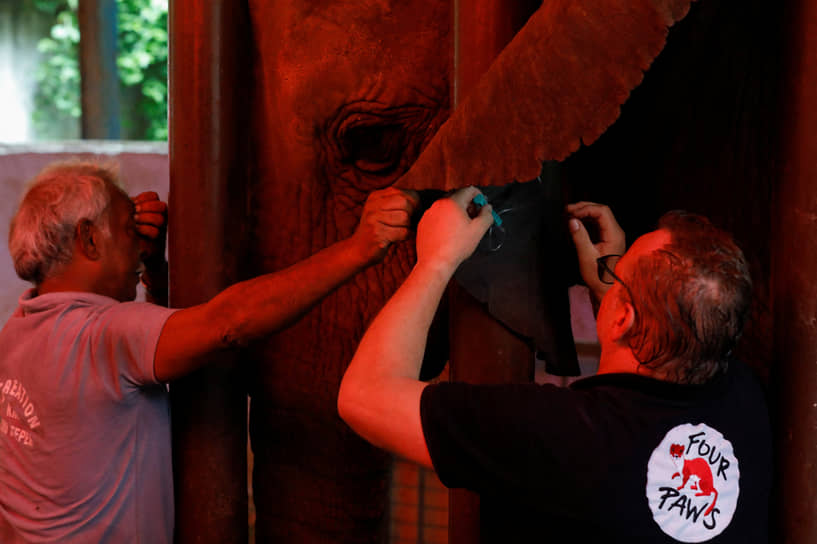 Карачи, Пакистан. Ветеринары лечат зубы слону из местного зоопарка