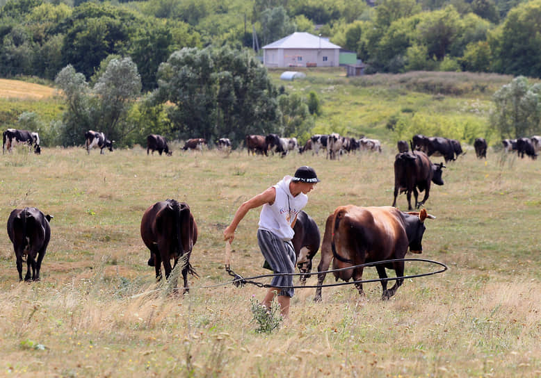 Нижегородская область. Коровы пасутся в хозяйстве Спасского района