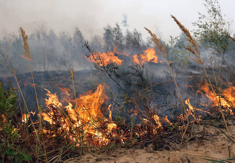 По данным МЧС, площадь активного горения в Рязанской области составляет 183 га