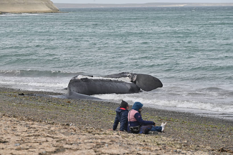 Чубут, Аргентина. Мертвый кит лежит на берегу пляжа недалеко от Пуэрто-Мадрин