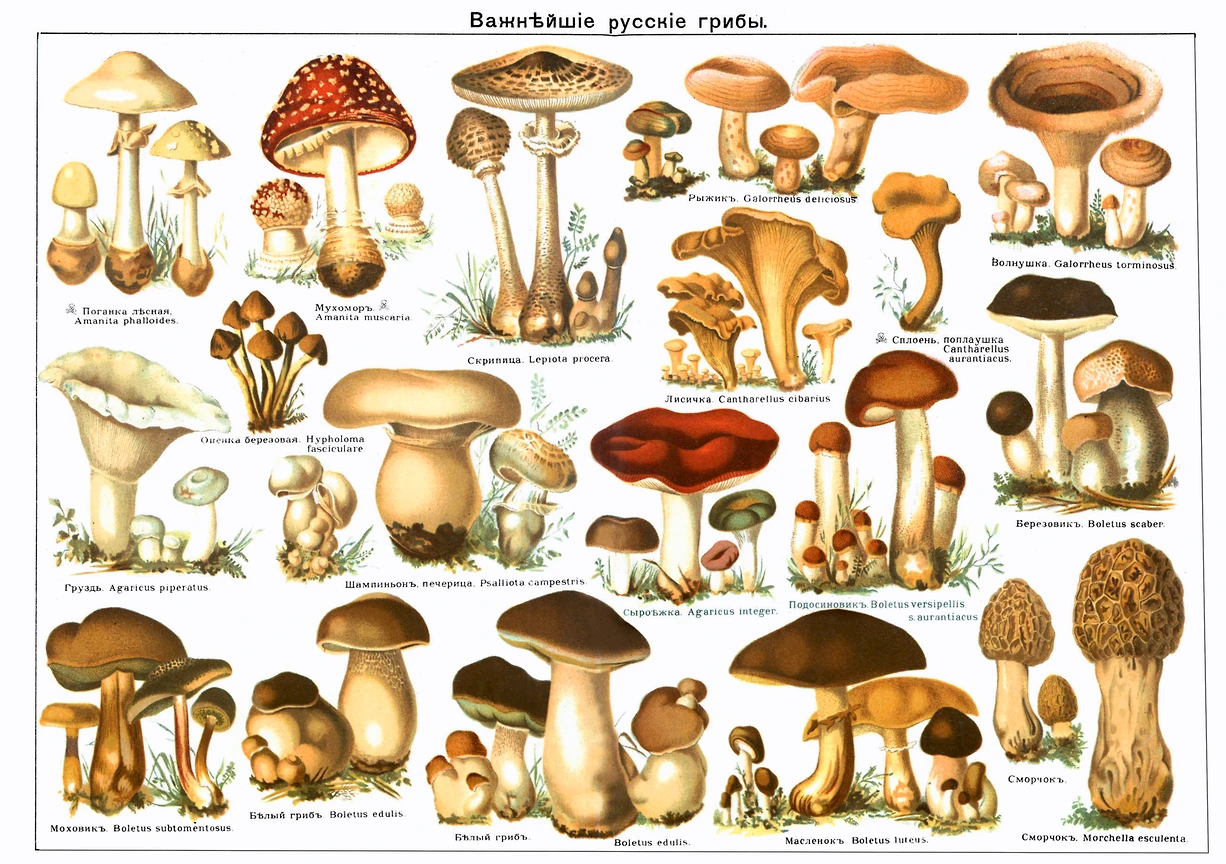 русские грибы фото