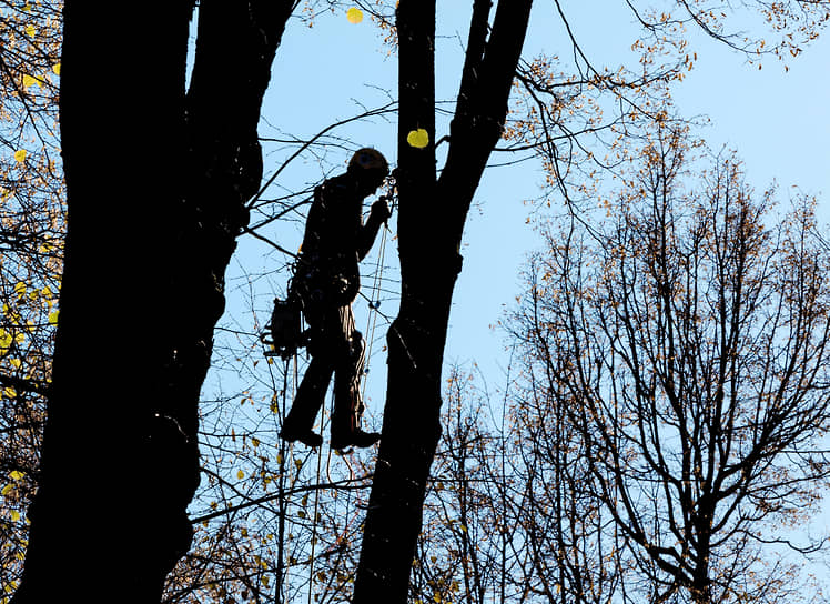 Санкт-Петербург. Промышленный альпинист обрезает деревья в парке