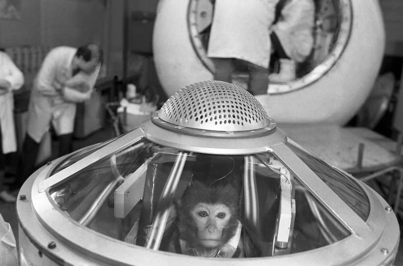 СССР, а затем Россия в рамках программы «Бион» &lt;b>с 1983 по 1996 годы&lt;/b> отправляли в космические миссии обезьян. Приматы летали парами с космодрома «Плесецк», большинство вплоть до приземления находились под анестезией. Перед запуском животные проходили испытания на выносливость. В состав первого советского экипажа вошли макаки &lt;b>Абрек и Бион&lt;/b>, отправившиеся на орбиту на корабле «Космос-1514» 