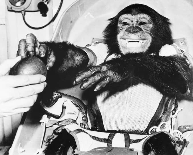 Первой человекообразной обезьяной, побывавшей в космосе, стал &lt;b>шимпанзе по кличке Хэм&lt;/b>. В течение года примат проходил летную подготовку и учился выполнять команды – двигать рычаги в ответ на световые сигналы. &lt;b>31 января 1961 года&lt;/b> Хэм отправился в суборбитальный полет на корабле «Меркурий-Редстоун-2», который продлился 16 минут 39 секунд. Впервые в космосе оказалось животное, чьи сердечно-сосудистая, двигательная и нервная системы были максимально похожими на человеческие. Обезьяна успешно выполнила все команды, доказав, что невесомость не влияет на способность космонавта выполнять задачи