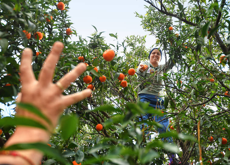 Анталья, Турция. Сбор урожая мандаринов