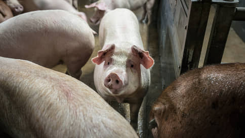 Следствие не заметило свиней // Генпрокуратура отказалась закрыть дело о передаче территорий нацпарка под животноводство