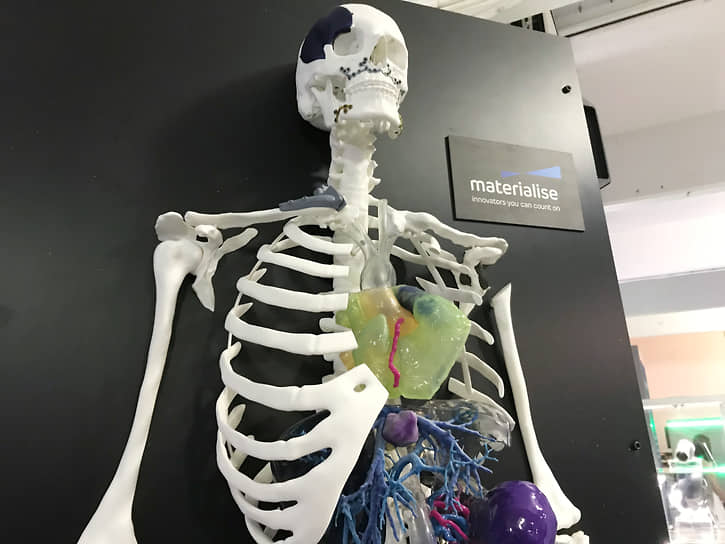 Образец созданных с помощью 3D-принтеров органов, США, 2018 год 