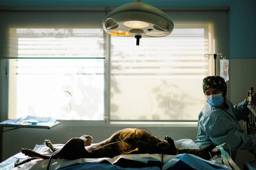 Севилья, Испания. Ветеринар зоозащитного Фонда Бенджамина Менерта (BMF) готовится к стерилизации борзой 