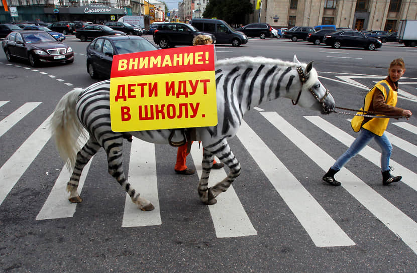 Москва. Женщина ведет лошадь, перекрашенную в зебру, по пешеходному переходу в рамках акции по безопасности дорожного движения
