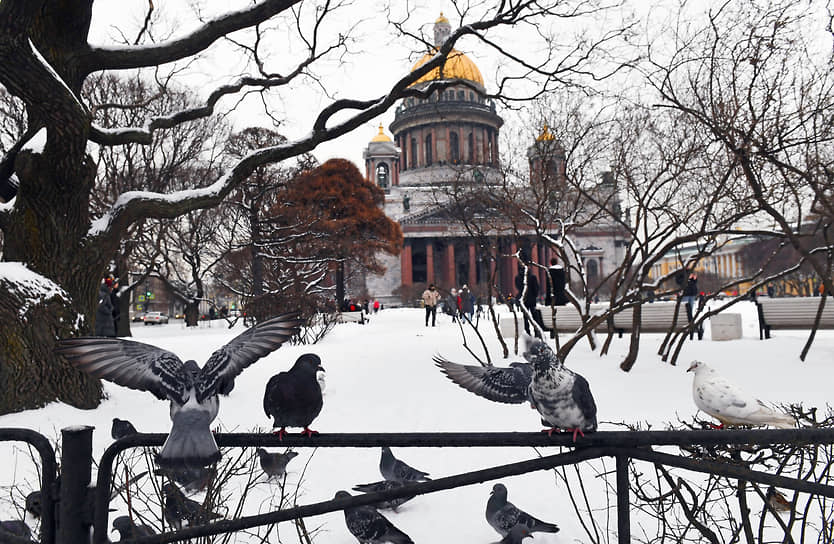 Санкт-Петербург. Голуби на фоне Исаакиевского собора