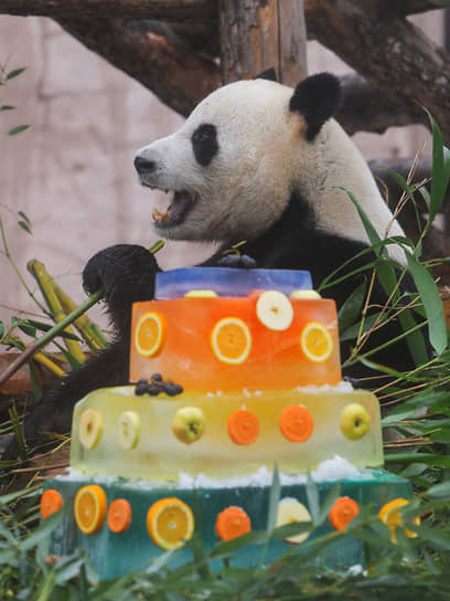 Москва. Панда Московского зоопарка сидит рядом с тортом, полученным в честь Международного дня панд