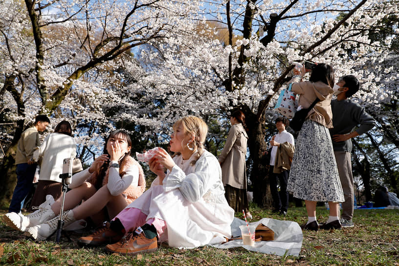 Токио, Япония. Люди отдыхают рядом с цветущей сакурой