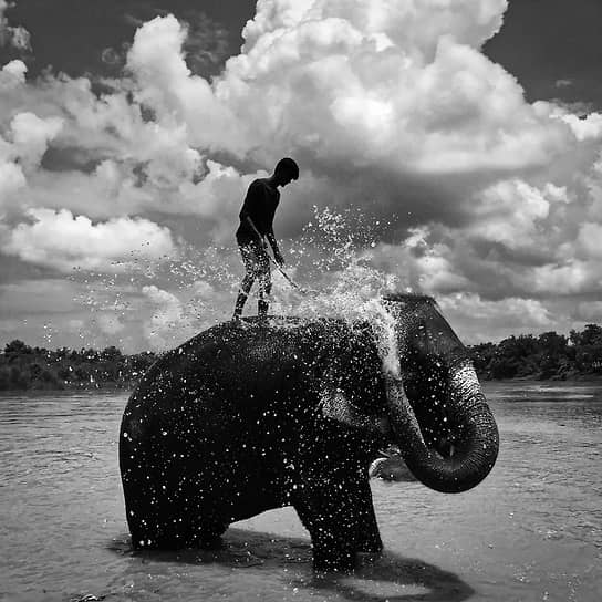 &lt;b>Победитель в категории «Черное и белое»&lt;/b>&lt;br> 
«Умывание слона, Читван». Автор: Шуолонг Ма