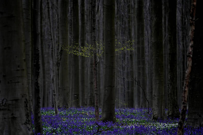 Халле, Бельгия. Цветение колокольчиков в лесу Халлербос