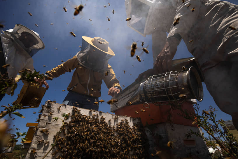 Сектор Газа. Пчеловоды вынимают соты для сбора меда 