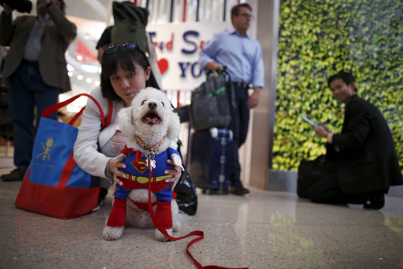 Лос-Анджелес, США. Собака-терапевт помогает снять стресс пассажирам в аэропорту, 2015 год