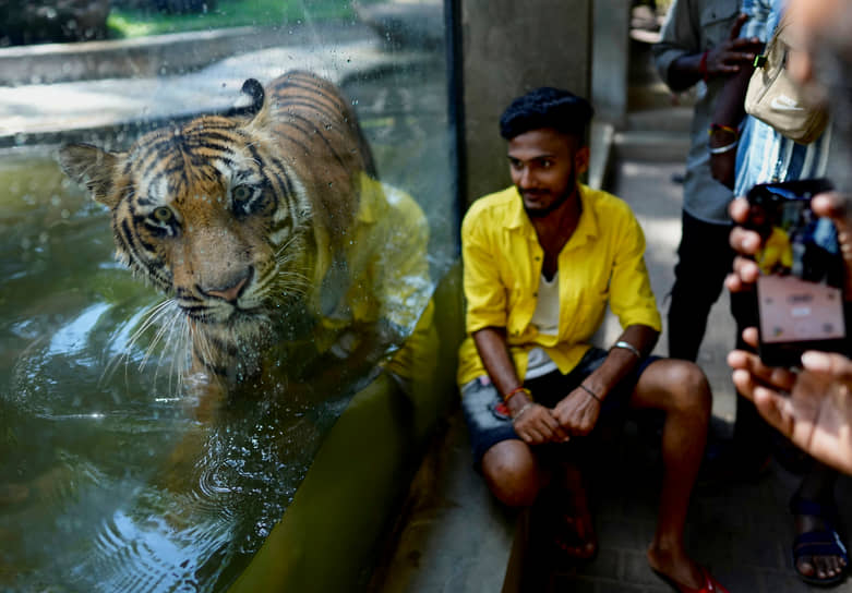 Коломбо, Шри-Ланка. Мужчина фотографируется у вольера с бенгальским тигром в национальном зоопарке