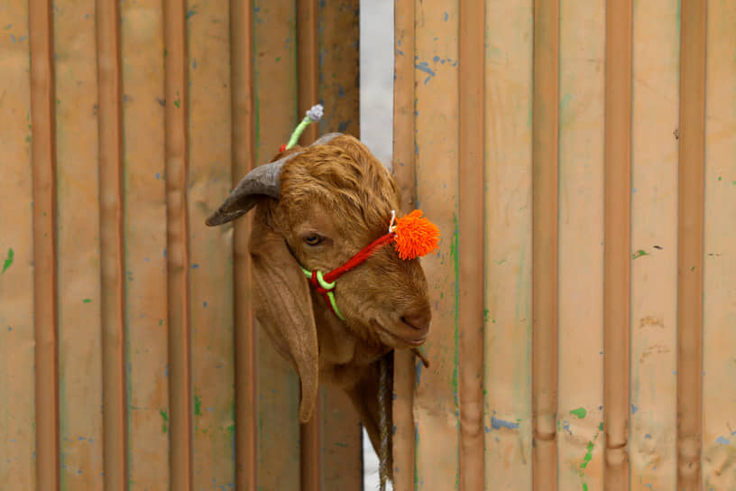 Пешавар, Пакистан. Жертвенная коза перед закланием на Курбан-байрам