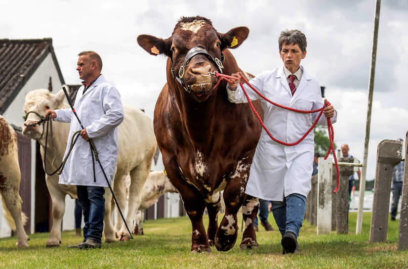 Харрогит, Великобритания. Мужчина ведет быка на сельскохозяйственную выставку Great Yorkshire Show
