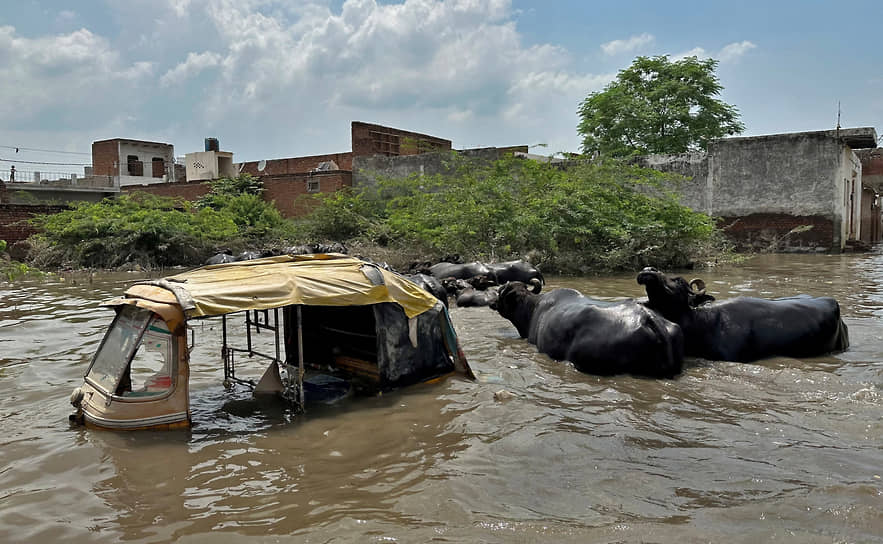Матхура, Индия. Буйволы рядом с моторикшей, ушедшей под воду из-за проливных дождей