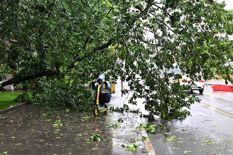 Сотрудник службы доставки проезжает под упавшим деревом