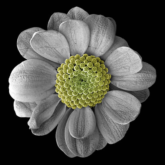 &lt;b>Победитель в номинации «Природа»&lt;/b>&lt;br>«Цветок хризантемы». Автор: Павел Сомов


