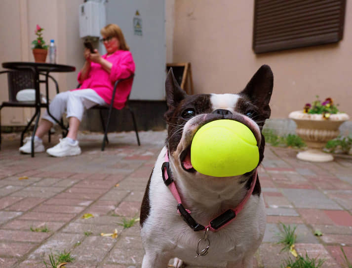 Санкт-Петербург. Собака с воздушным шариком в пасти