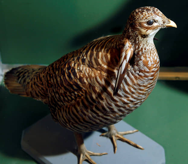 Вересковый тетерев населял равнины Новой Англии до 1932 года. Эти птицы отличались замедленной реакцией и поэтому стали легкой добычей для хищников и охотников