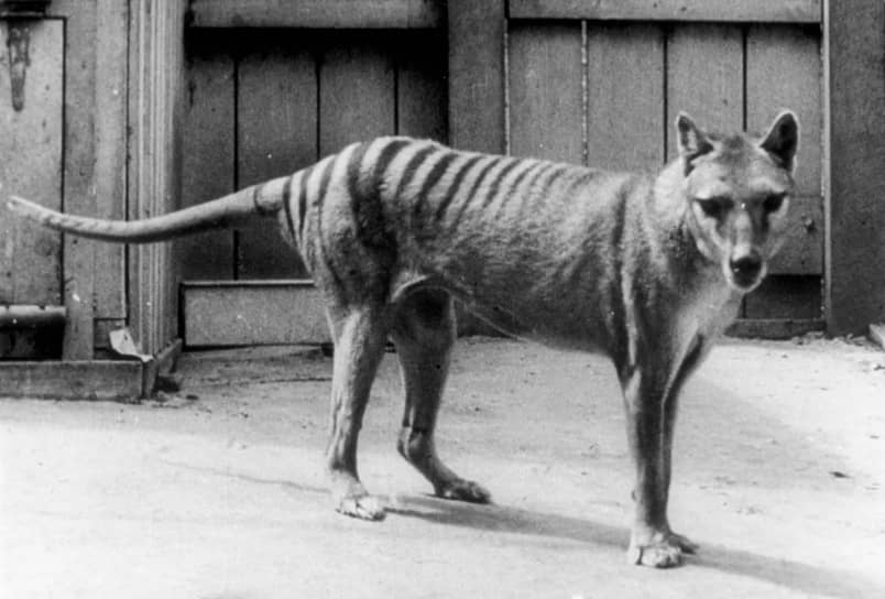 Сумчатый волк обитал в Австралии и Новой Гвинее и вымер, не выдержав конкуренции с завезенной охотниками собакой динго. В сентябре 1936 года в зоопарке Хобарта (Австралия) от старости умерла последняя самка