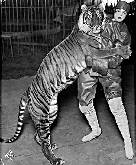 Балийский тигр вымер к сентябрю 1937 года в результате того, что сафари на Бали стали модными среди охотников из Голландии 