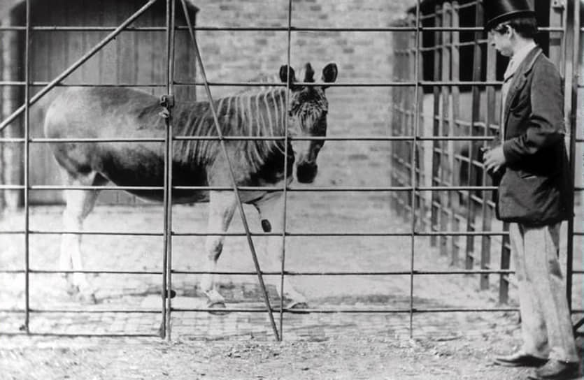 Квагги обитали на территории нынешней ЮАР, паслись стадами в 30—50 особей и, по одной из версий, не выдержали конкуренции за корм с домашним скотом. Последняя квагга скончалась в Амстердамском зоопарке в августе 1883 года