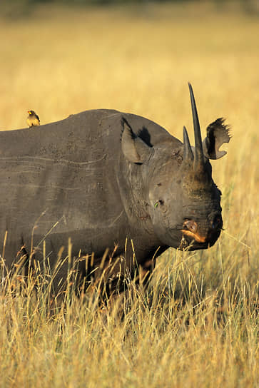 Подвид черного носорога из Западной Африки под названием Diceros bicornis longipes признан вымершим в ноябре 2013 года. Виновниками считают браконьеров, которые специально охотились за его рогом