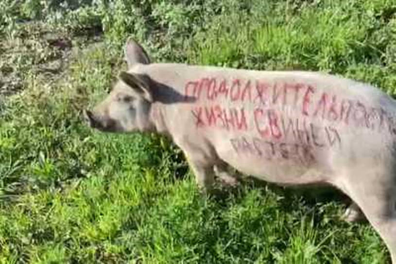 Свинья, раскрашенная для проведения предвыборной акции в Абакане