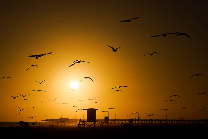 Ньюпорт-Бич, США. Чайки летают на фоне заката