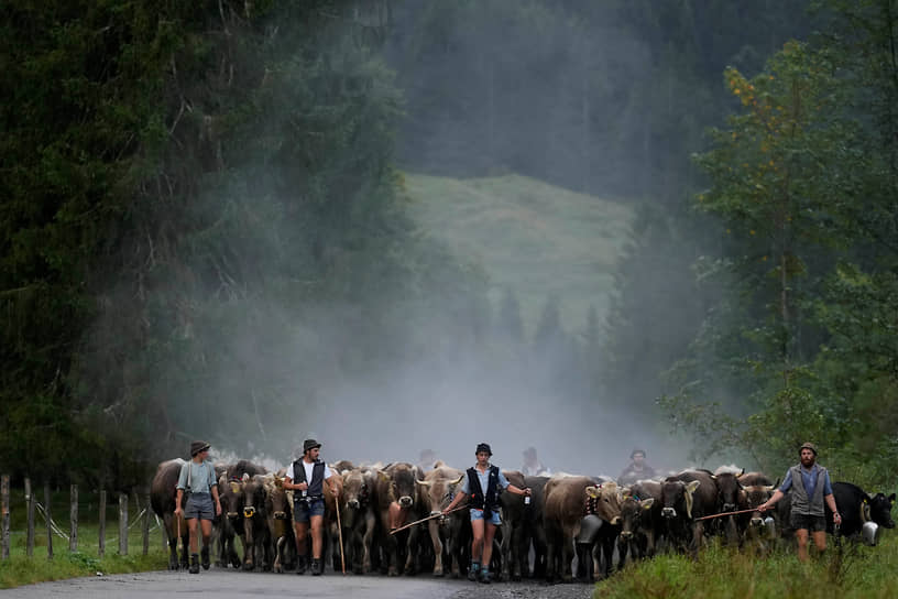 Оберстдорф, Германия. Баварские пастухи гонят своих животных по дороге с летних пастбищ
