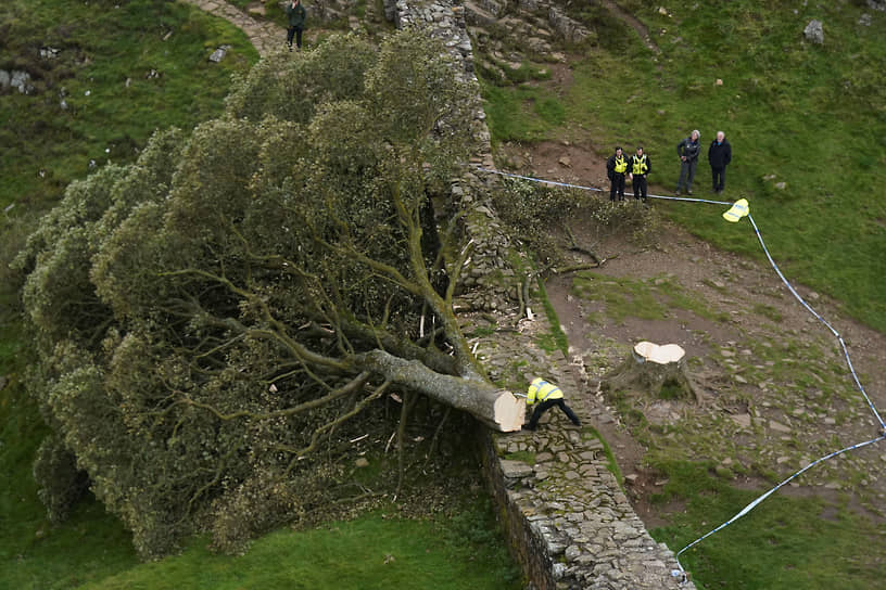 В национальном парке Нортумберленд заявили, что дерево упало ночью