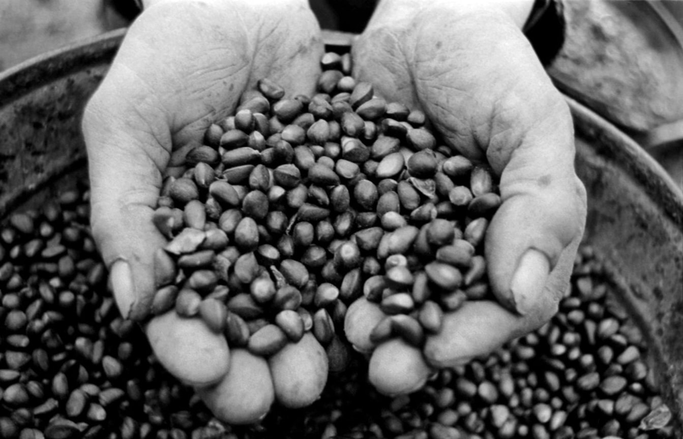«Принимая во внимание громадное количество кедровых орехов, поступающих на рынок (в Томской губернии до 400 000 пудов) и невысокую цену на них (2–2,5 рубля за пуд), масло это могло бы иметь будущность»