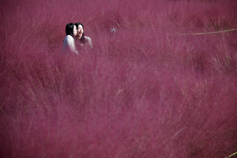 Ханам, Южная Корея. Женщины фотографируются в цветущем поле розовой травы — мюленбергии 