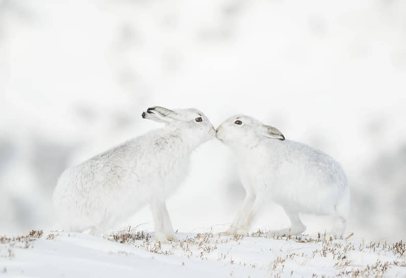 «Нежное прикосновение». Фотограф Энди Паркинсон. Он около 15 лет снимает зайцев вблизи гор Монадлиат в Шотландии. Но впервые смог поймать момент, когда самка и самец столкнулись носами