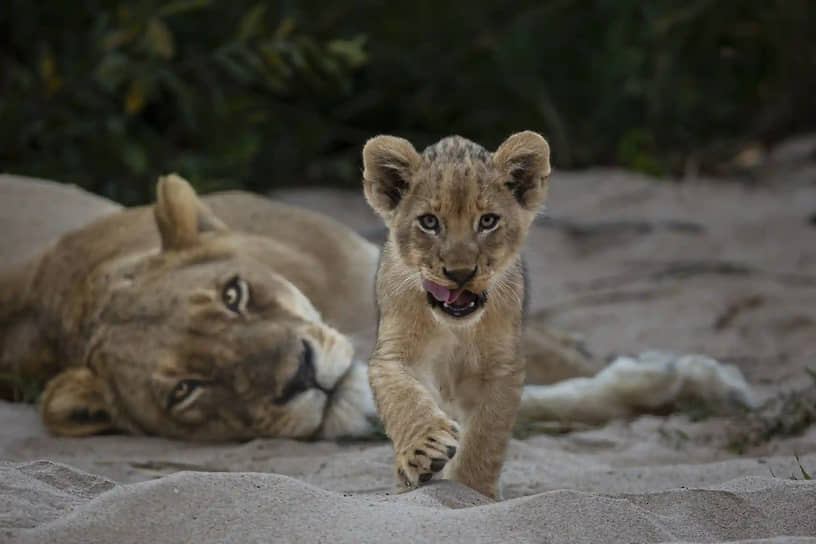 «Любопытство». Фотограф Джеральд Хинд. Львица охраняет детеныша в Национальном парке Крюгера в Южной Африке. Самцы часто покушаются на львят, поэтому первые шесть недель матери держат их рождение в тайне от прайда
