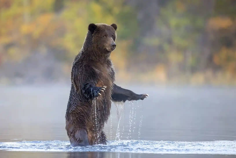 «Смотри на меня, смотри на себя». Фотограф Джон Марриотт. Медведь гризли ловит лосося на реке Чилко в Канаде