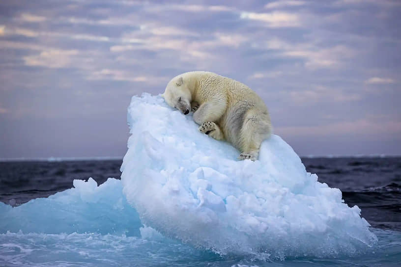 «Ледяное ложе». Фотограф Нима Сарихани. Белый медведь забрался на небольшой айсберг вблизи архипелага Шпицберген (Норвегия) и заснул