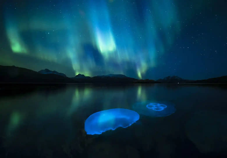 «Желе Авроры». Фотограф Аудун Рикардсен. Медузы плавают вблизи фьорда на севере Норвегии. Снимок сделан в свете северного сияния