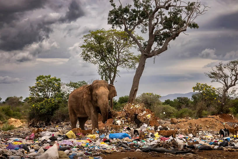«Бык на свалке». Фотограф Брент Стиртон. Слон-бык собирает гнилые овощи и фрукты на свалке вблизи города Тиссамахарама на Шри-Ланке