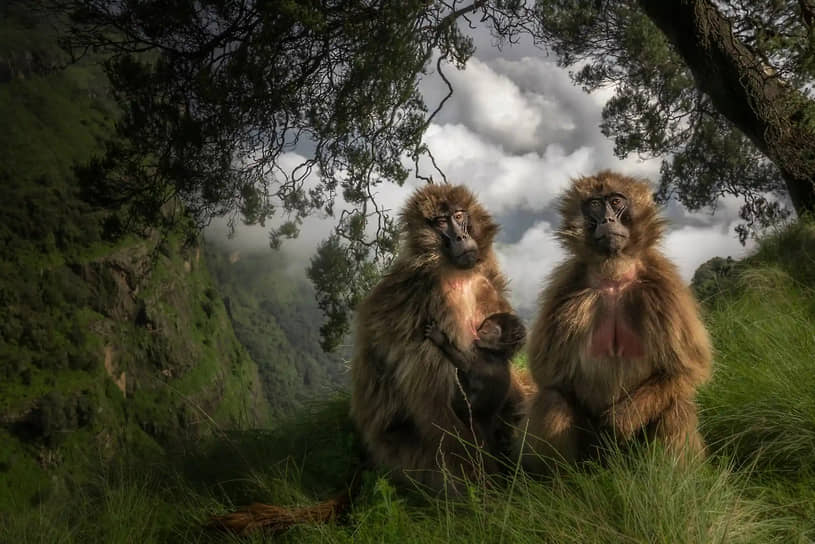 «Луга гелад». Фотограф Марко Гайотти. Мартышки-гелады кормят детеныша на краю плато в горах Сымен в Эфиопии. Снимок сделан в августовский сезон дождей