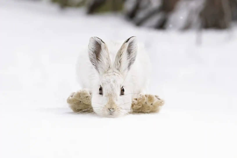 «Снегоступы». Фотограф Дина Свейнссон. Заяц в Национальном парке Роки-Маунтин (США)