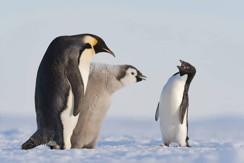 «Нарушитель спокойствия». Фотограф Стефан Кристманн. Пингвин Адели обкрадывает императорских пингвинов во время кормежки в заливе Атка (Антарктида)